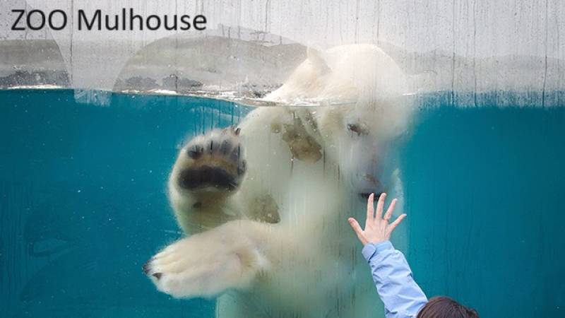 Découvrir l'ours polaire blanc et l'espace botanique dans une ambiance familiale au zoo de Mulhouse dans le Haut Rhin MULHOUSE ZOO